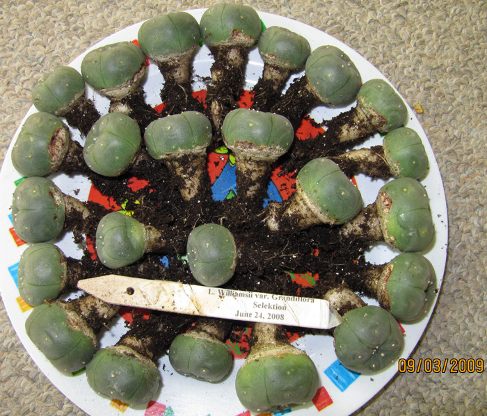 Lophophora Williamsii var. grandiflora seedlings